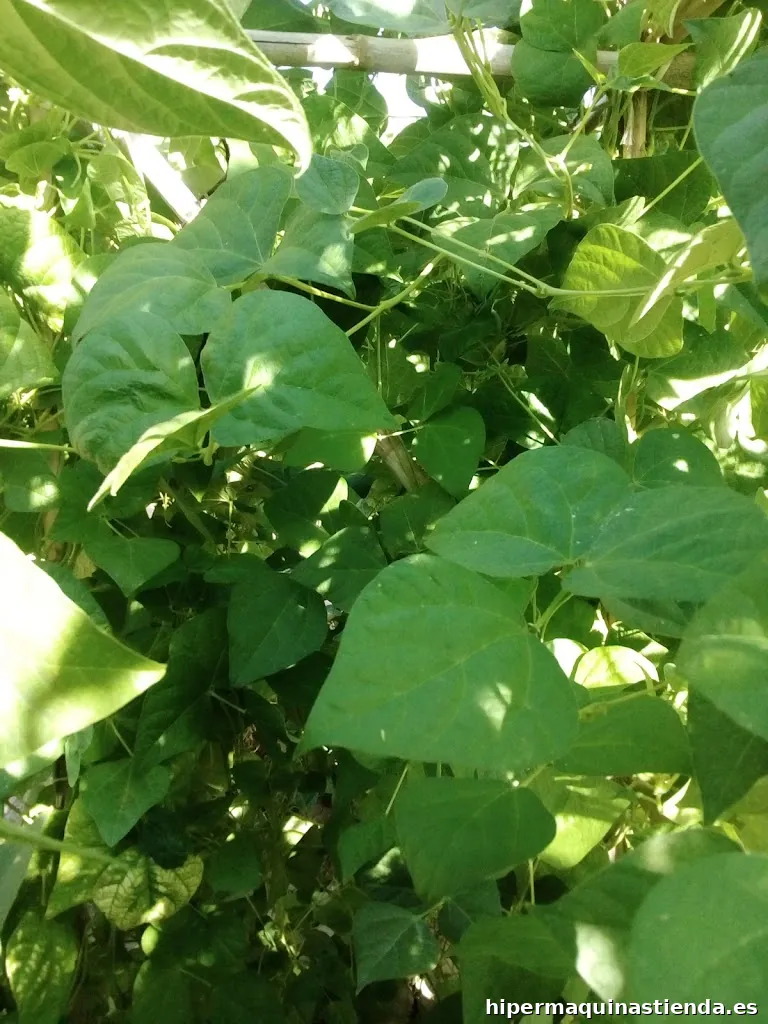 Bosch Car Service Talleres Santa Cruz de Caravaca, s.l.